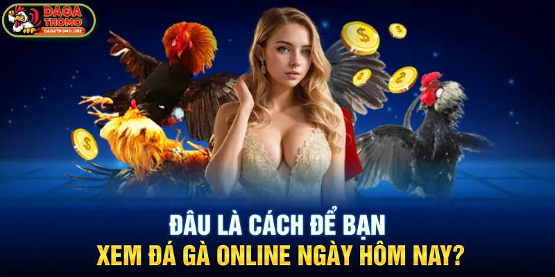 Đâu là cách để bạn xem đá gà online ngày hôm nay?
